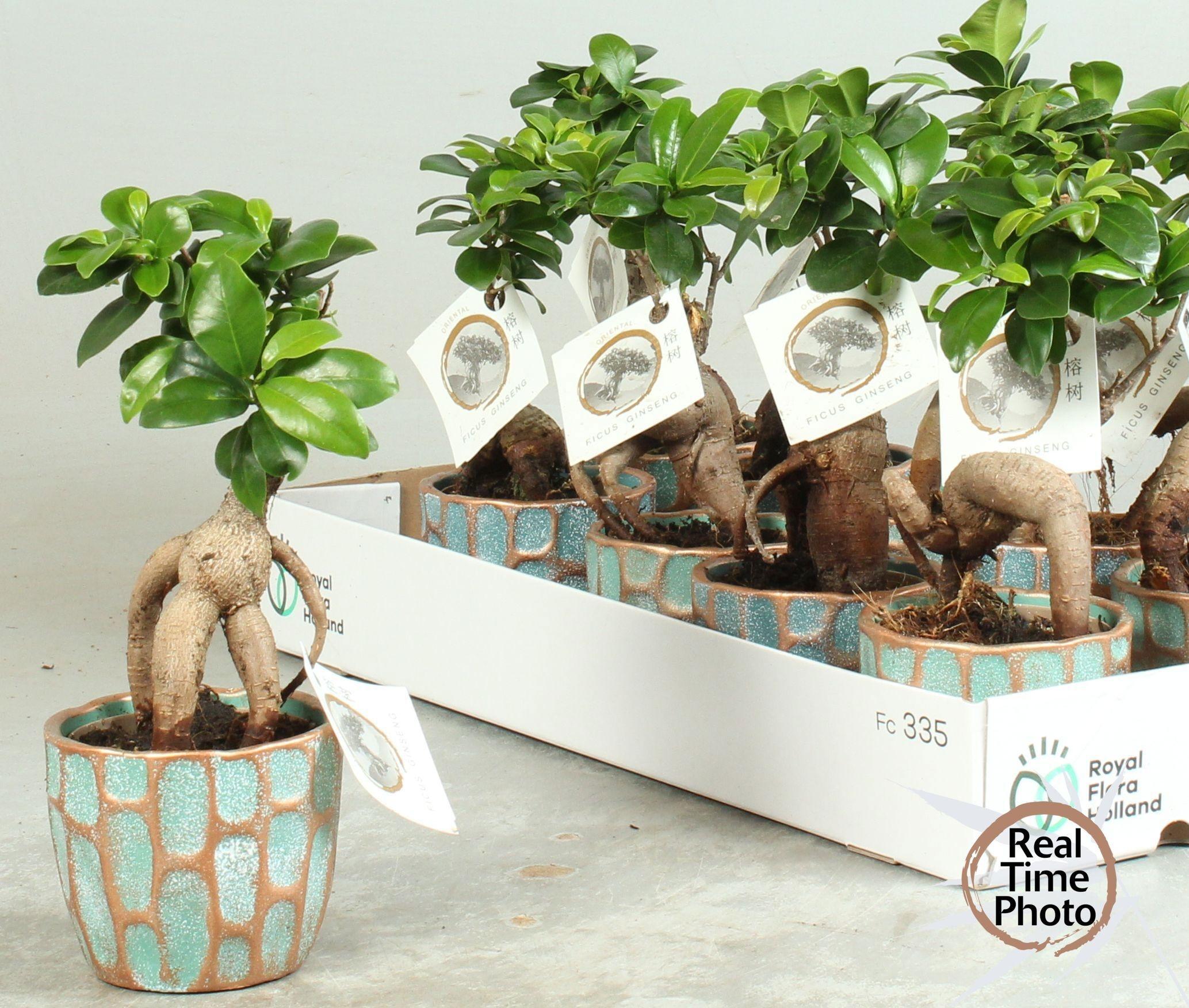 Горшечные цветы и растения оптом Fic Mi Ginseng от 10шт из Голландии с доставкой по России