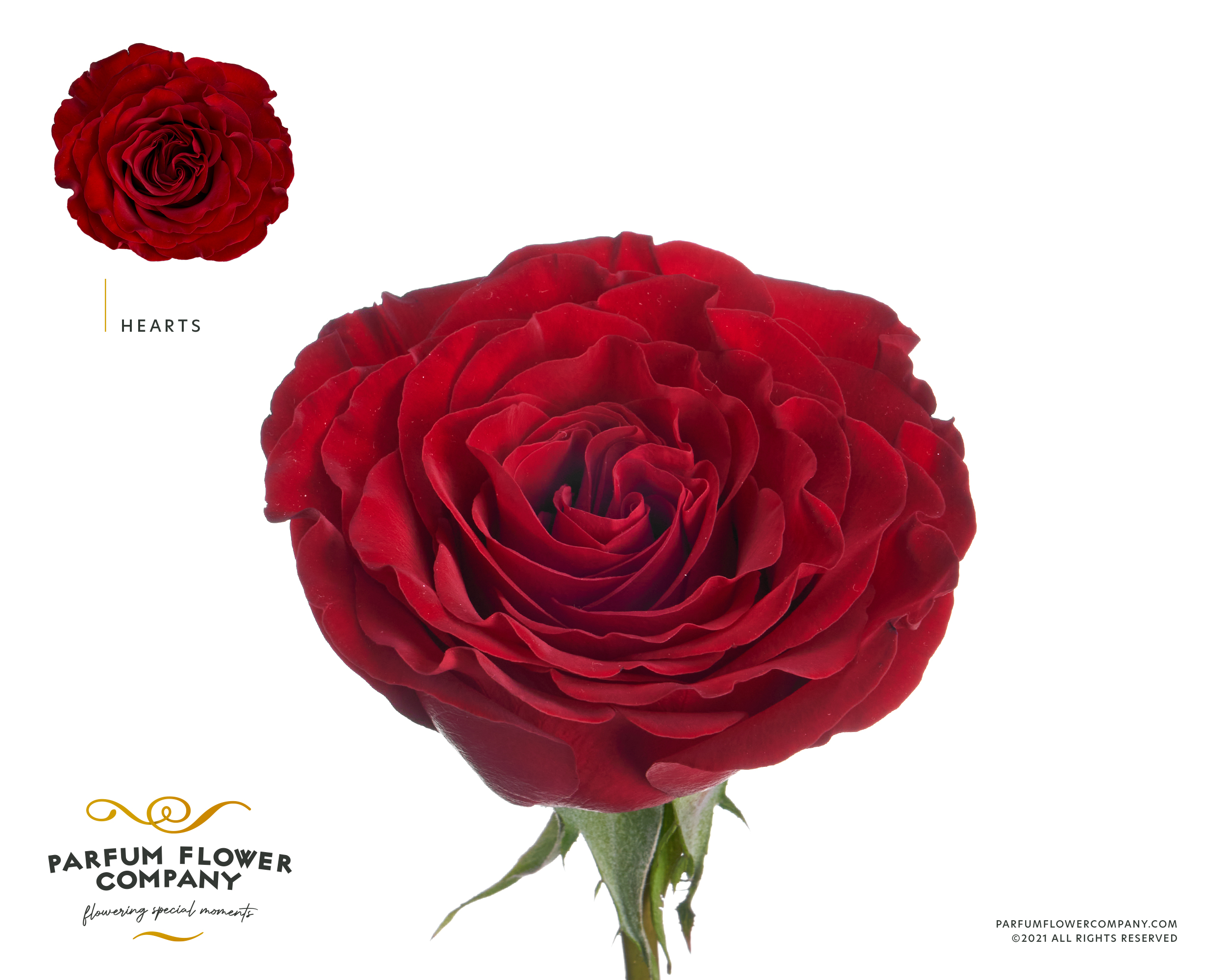 Срезанные цветы оптом Rosa garden hearts от 50шт из Голландии с доставкой по России