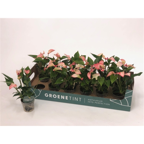 Горшечные цветы и растения оптом Anth An Matata 3+ от 12шт (для телеги) из Голландии с доставкой по России Горшечные цветы и растения оптом Anth An Matata 3+ от 12шт (для телеги) из Голландии с доставкой по России