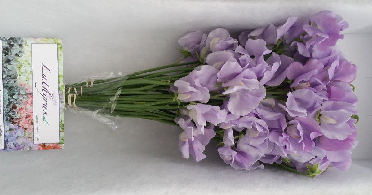 Срезанные цветы оптом Lathyrus winter sunshine lavendel от 100шт.. из Голландии с доставкой по России
