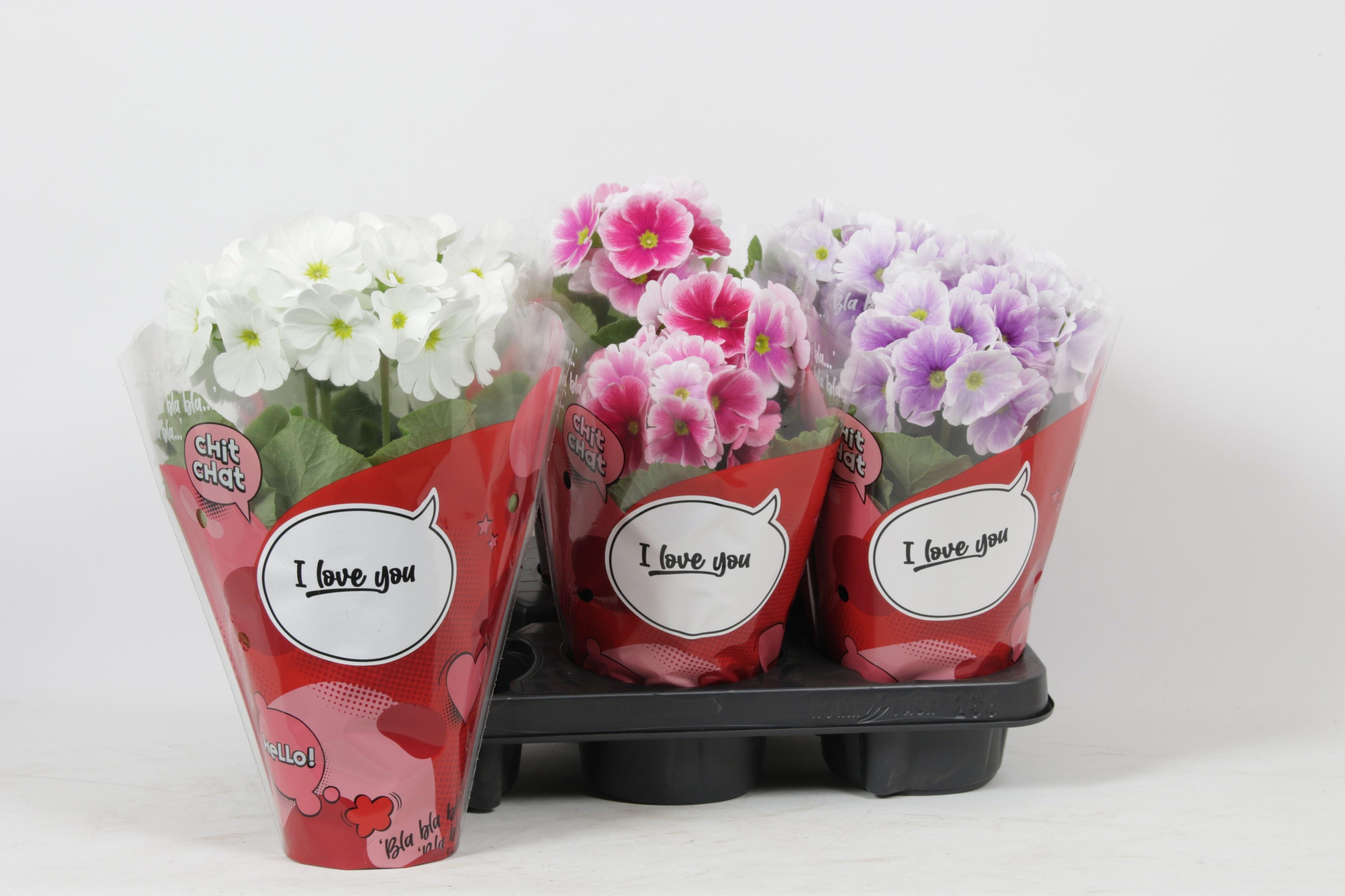 Горшечные цветы и растения оптом Prim Ob Tm Gem от 6шт из Голландии с доставкой по России