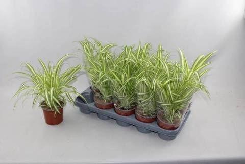 Горшечные цветы и растения оптом Chlor Com Variegatum от 10шт из Голландии с доставкой по России