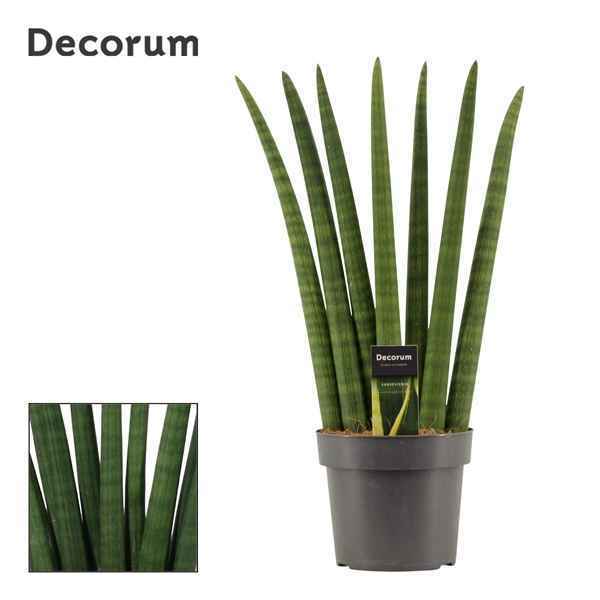 Горшечные цветы и растения оптом Sansevieria Cylindrica Fan (decorum) от 4шт из Голландии с доставкой по России