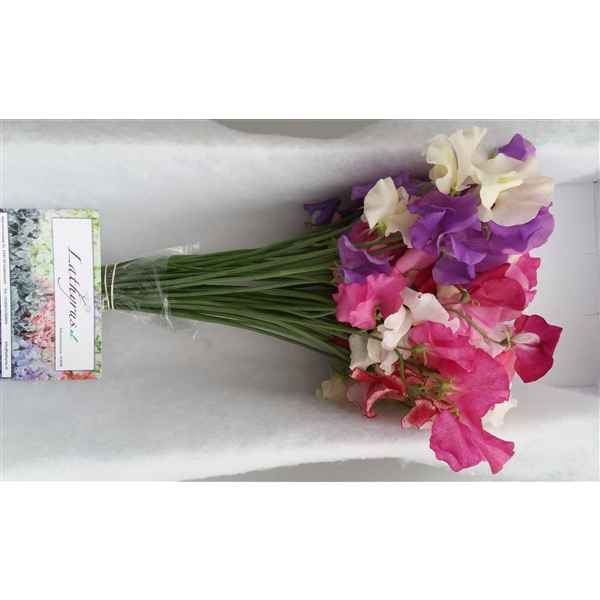 Срезанные цветы оптом Lathyrus mix in bunch от 30шт. из Голландии с доставкой по России