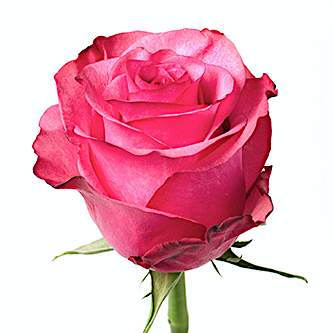 Розы оптом LOLA из Эквадора с доставкой по России