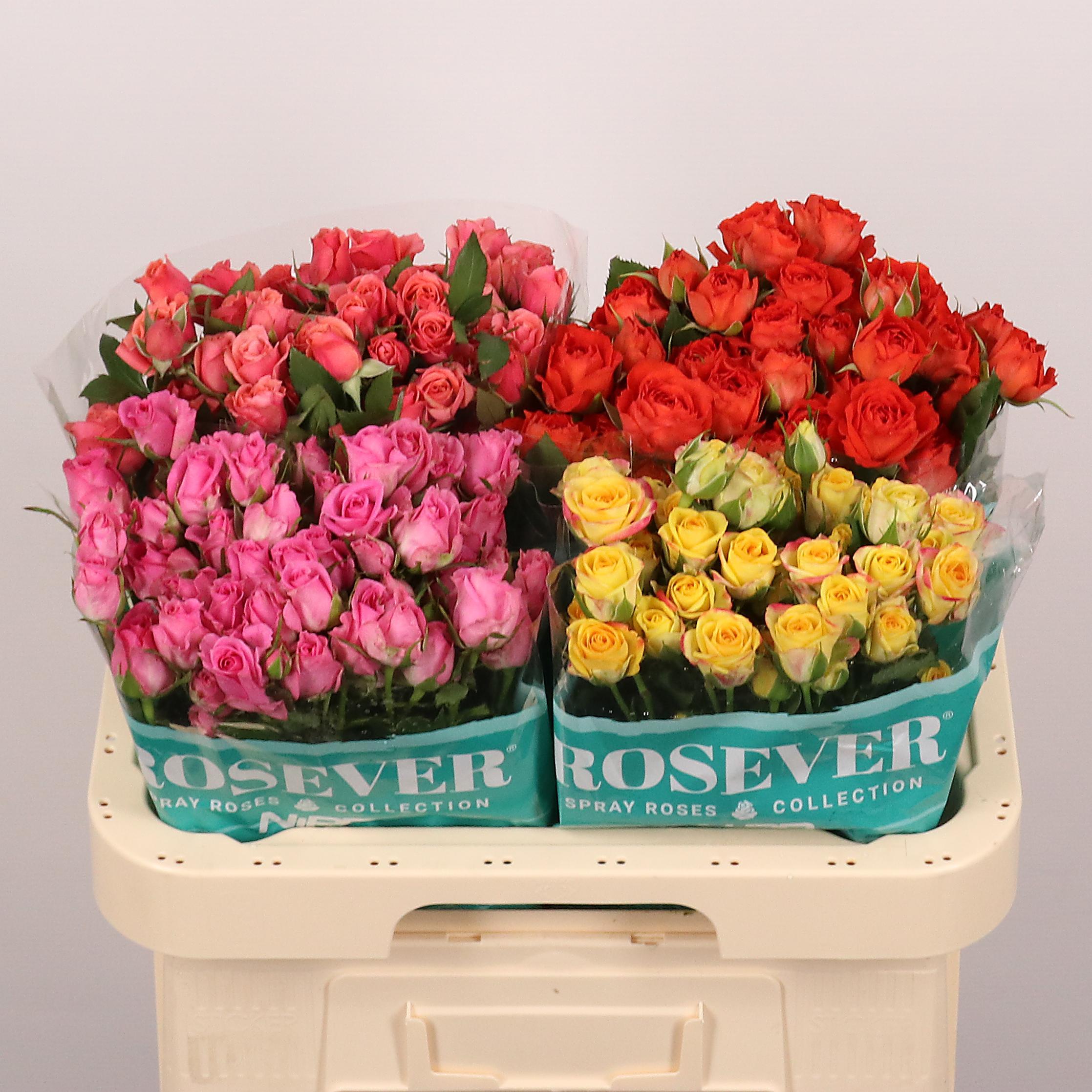 Срезанные цветы оптом Rosa spray mix in bucket от 30шт из Голландии с доставкой по России