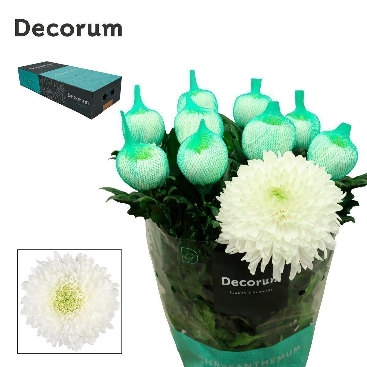 Срезанные цветы оптом Chrys bl magnum от 120шт из Голландии с доставкой по России