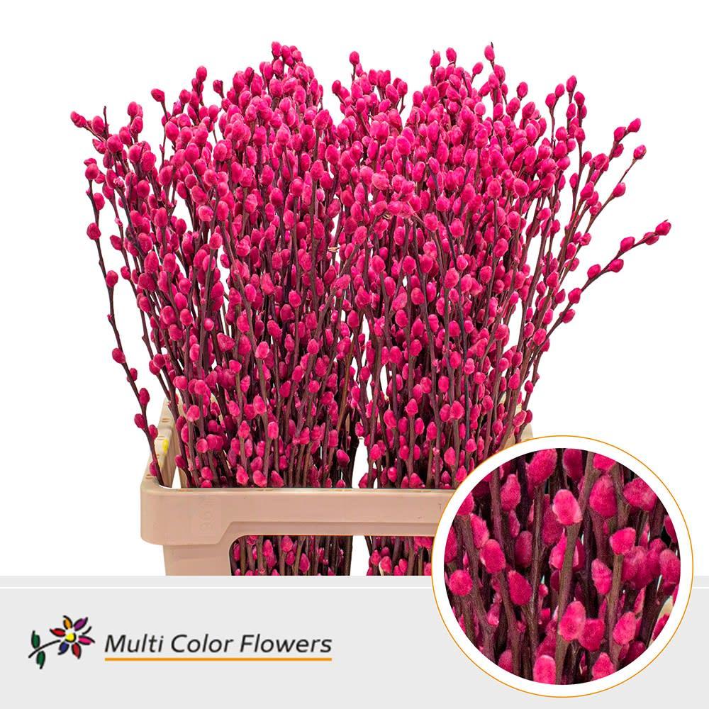 Срезанные цветы оптом Salix paint pussy willow cerise A от 200шт из Голландии с доставкой по России