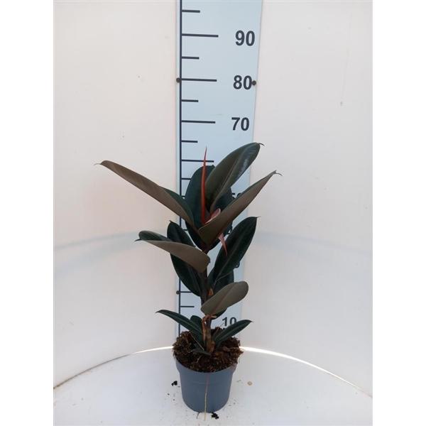 Горшечные цветы и растения оптом Ficus El Abidjan 1pp от 6шт из Голландии с доставкой по России