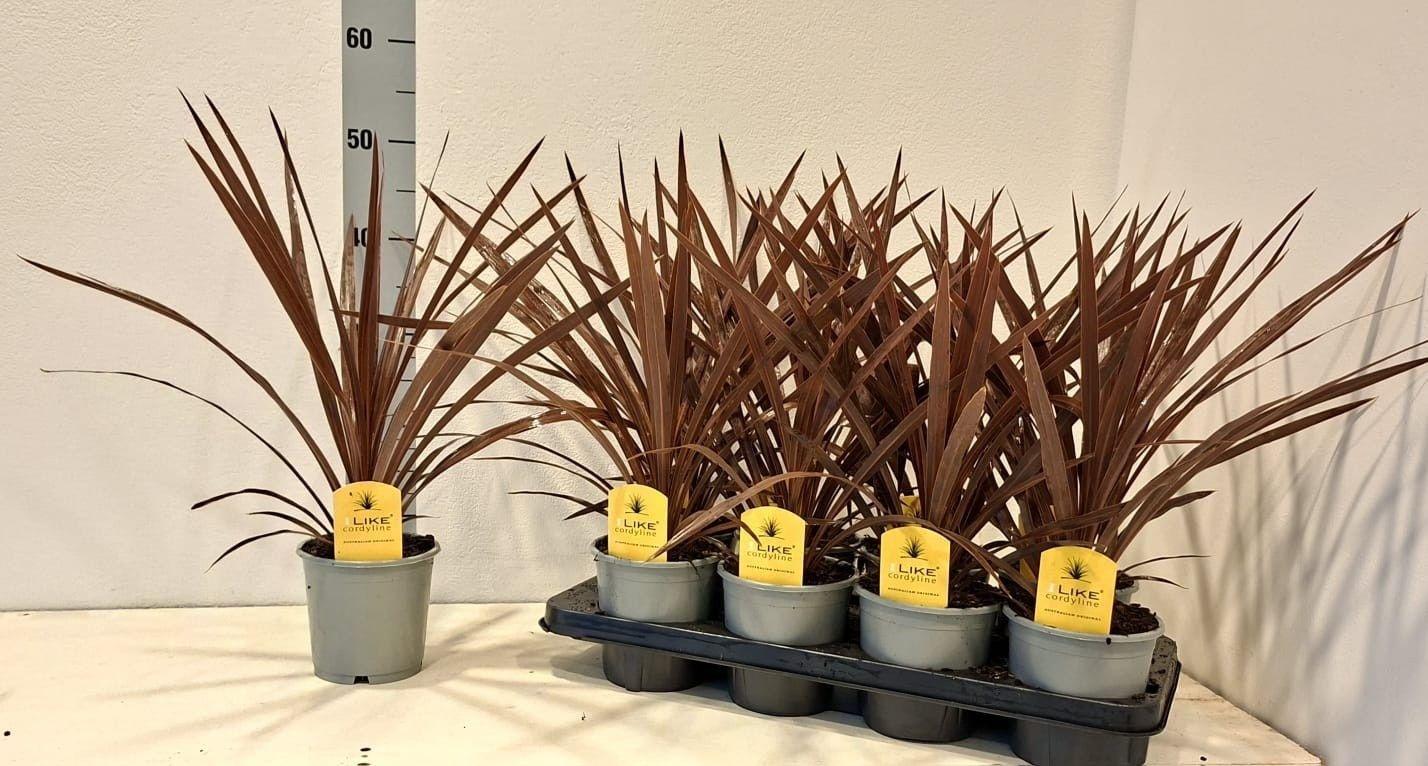 Горшечные цветы и растения оптом Cord Aus Red Star от 8шт из Голландии с доставкой по России