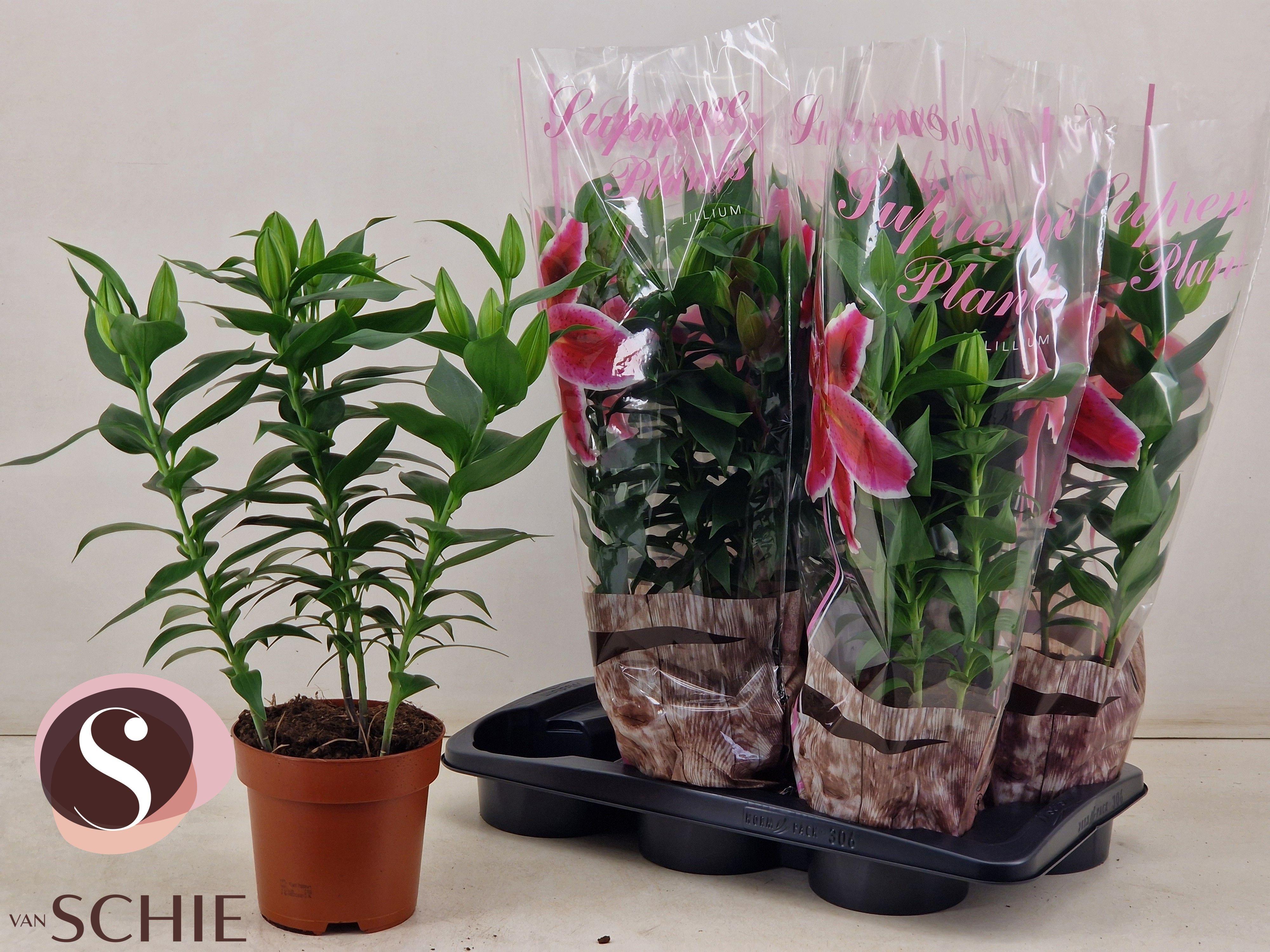 Горшечные цветы и растения оптом Lil Or Magny Cours от 6шт из Голландии с доставкой по России