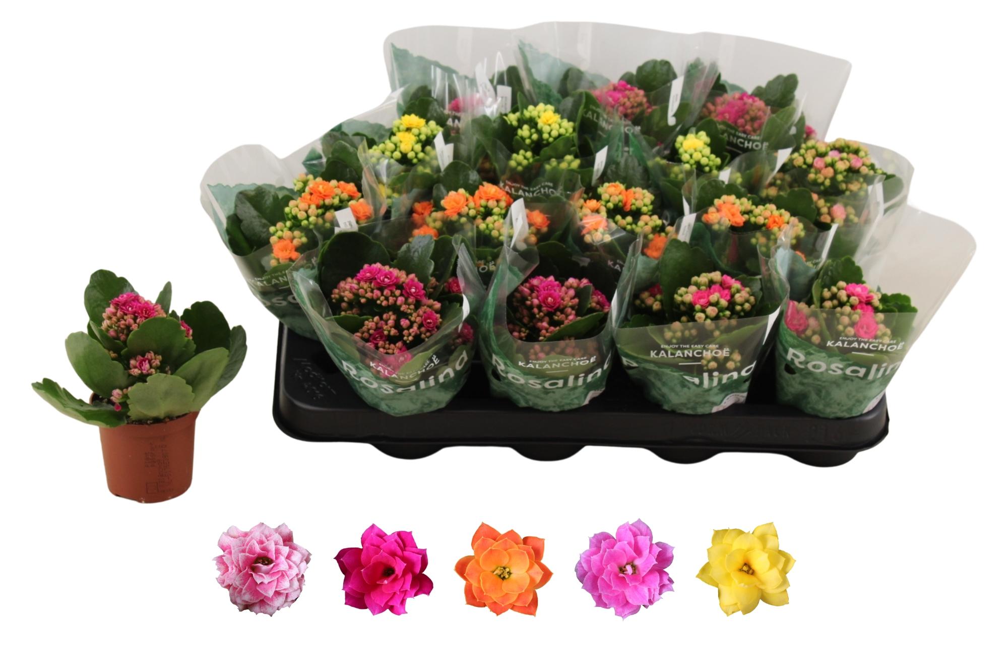 Горшечные цветы и растения оптом Kal Ge Ro Gem 5 Kl от 16шт (для телеги) из Голландии с доставкой по России