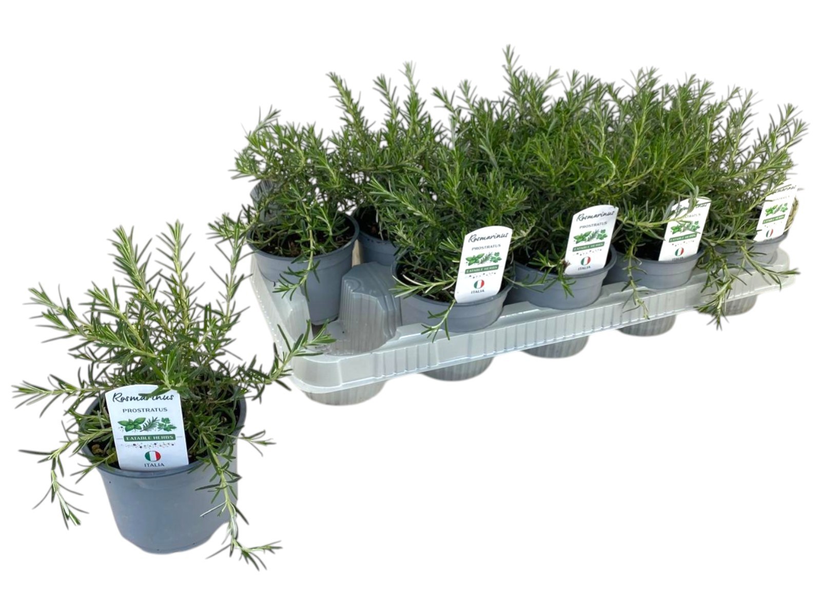 Горшечные цветы и растения оптом Rosmarin Of Prostrat от 10шт из Голландии с доставкой по России