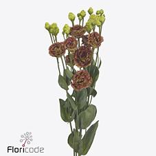 Срезанные цветы оптом Lisianthus do rosanne terracotta от 140шт из Голландии с доставкой по России