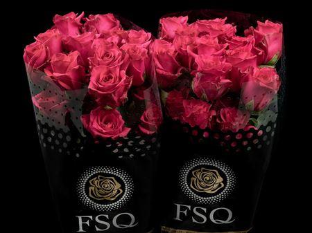 Срезанные цветы оптом Rosa ec hot explorer от 40шт из Голландии с доставкой по России