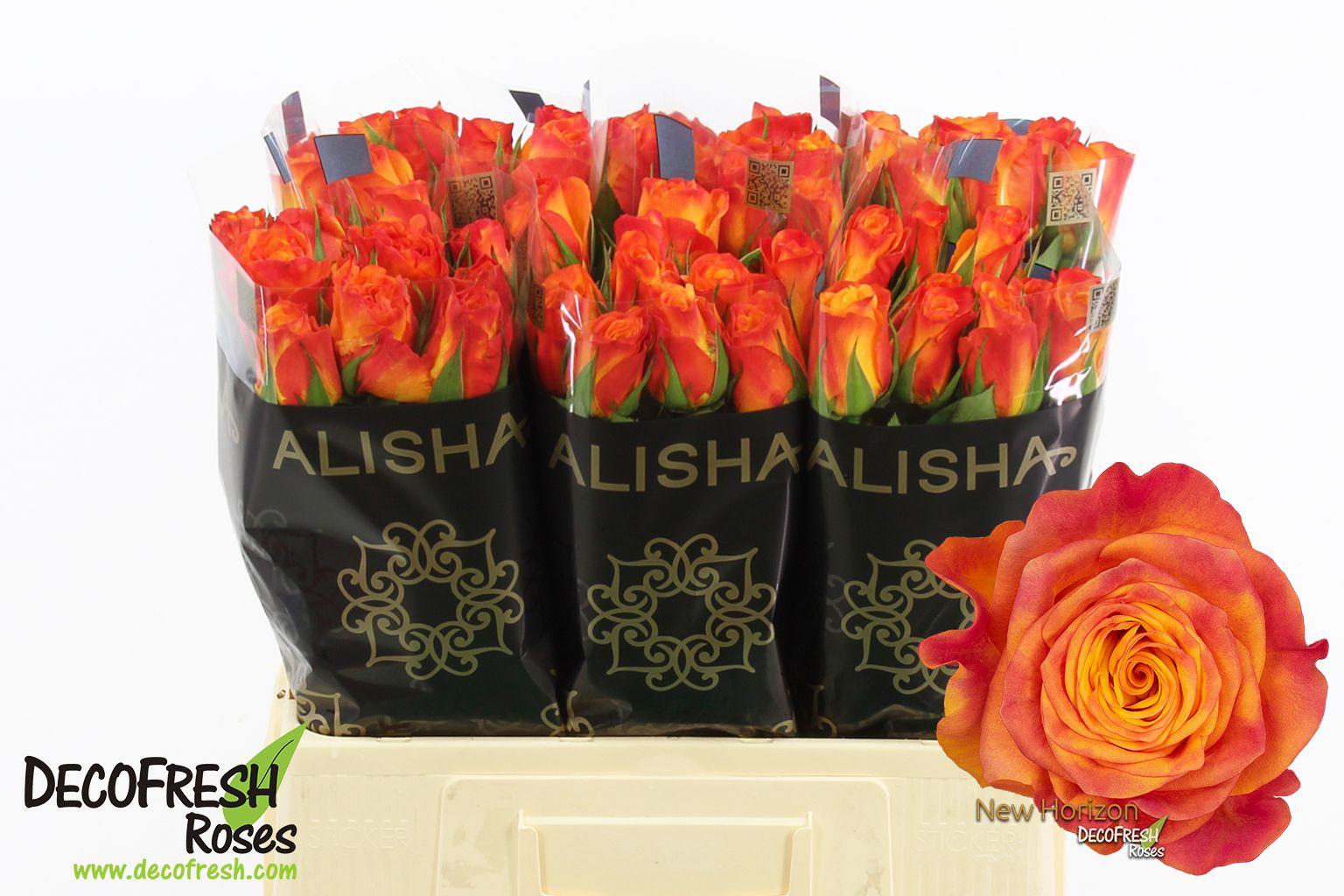 Срезанные цветы оптом Rosa large new horizon от 60шт из Голландии с доставкой по России