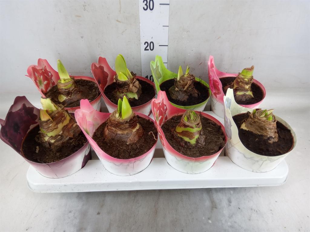 Горшечные цветы и растения оптом Hippeastrum   ...mix от 8шт из Голландии с доставкой по России