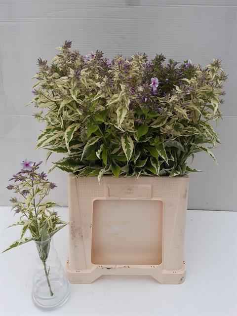 Срезанные цветы оптом Phlox variegatum lavendel от 80шт из Голландии с доставкой по России