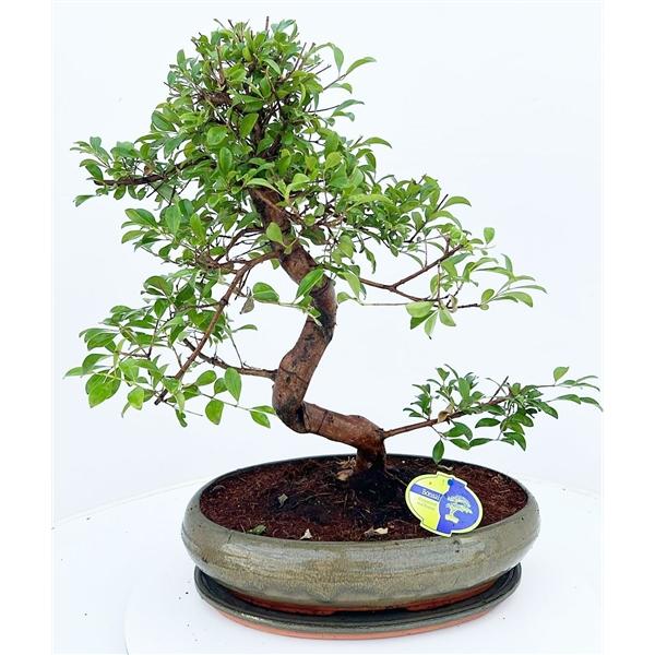 Горшечные цветы и растения оптом Bonsai Driptray от 1шт из Голландии с доставкой по России