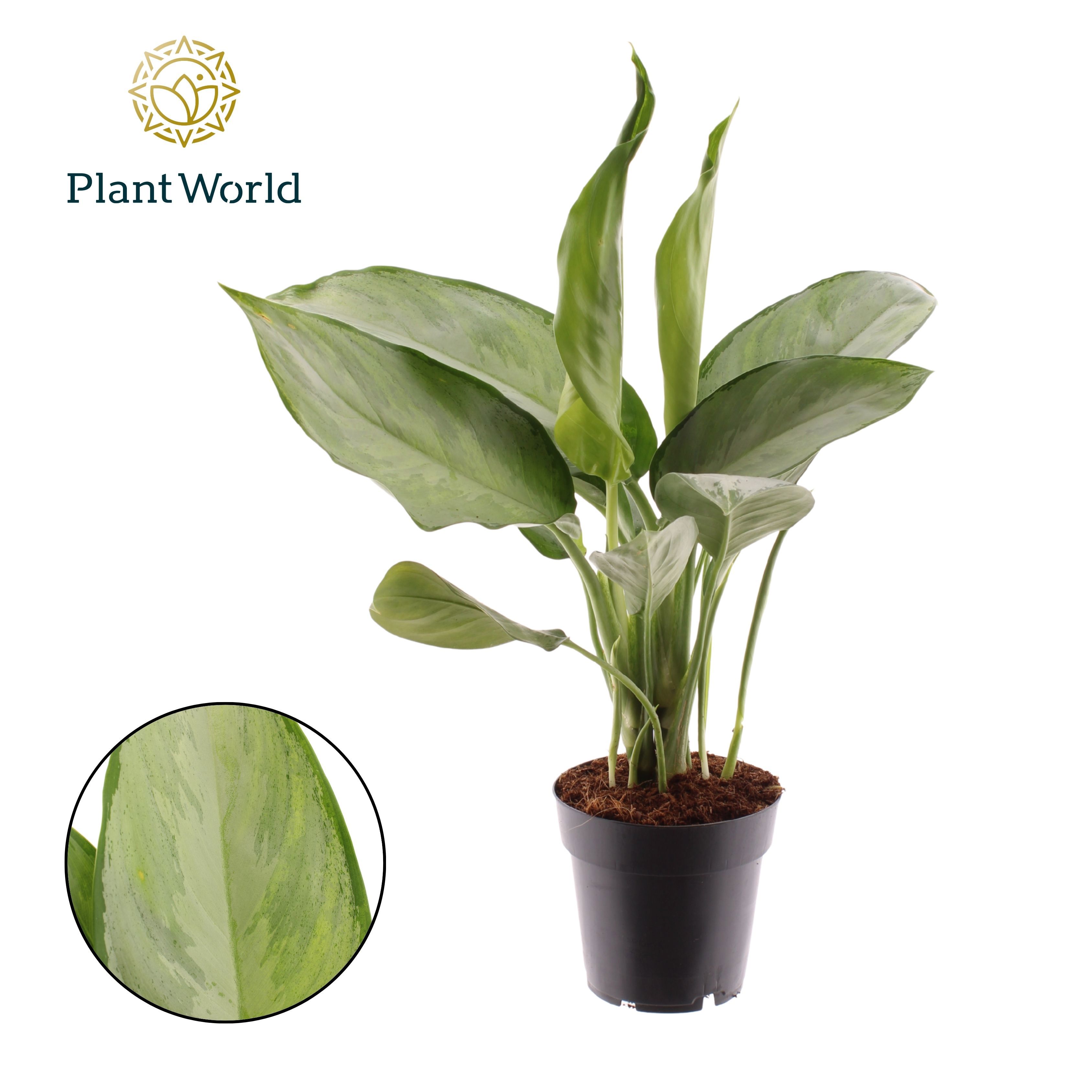 Горшечные цветы и растения оптом Aglaonema Silverado от 7шт из Голландии с доставкой по России