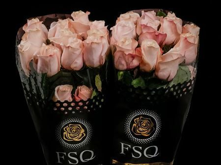 Срезанные цветы оптом Rosa ec pomarosa от 40шт из Голландии с доставкой по России