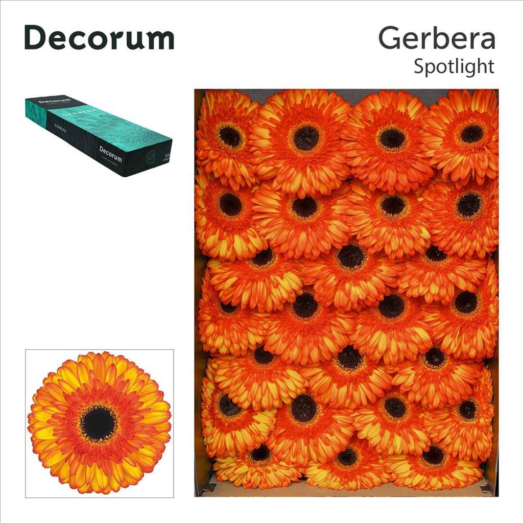 Срезанные цветы оптом Gerbera spotlight от 50шт из Голландии с доставкой по России