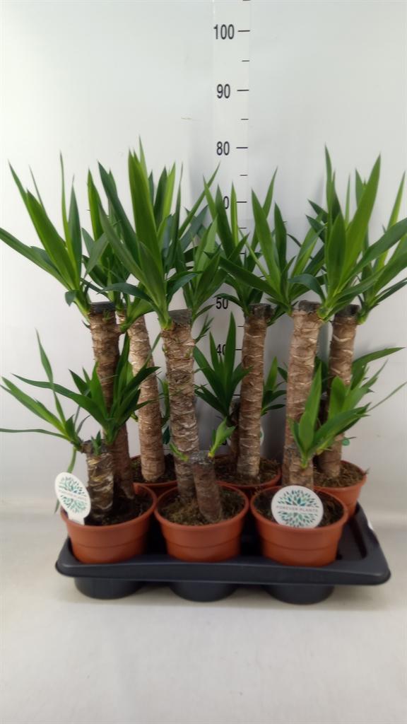 Горшечные цветы и растения оптом Yucca ... от 6шт из Голландии с доставкой по России Горшечные цветы и растения оптом Yucca ... от 6шт из Голландии с доставкой по России