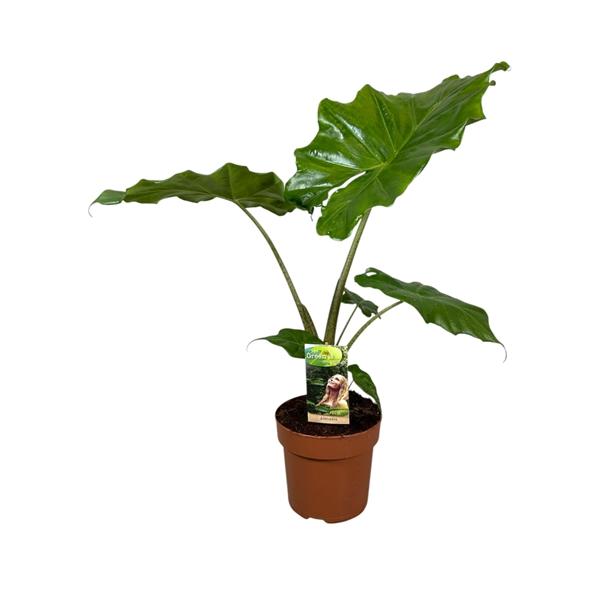 Горшечные цветы и растения оптом Alocasia Portodora от 1шт (для телеги) из Голландии с доставкой по России