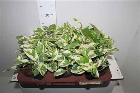 Горшечные цветы и растения оптом Epipr Aureum Njoy от 6шт из Голландии с доставкой по России