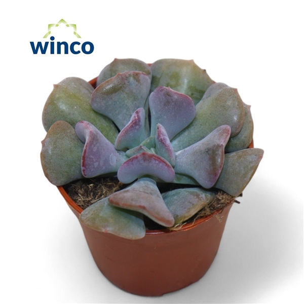 Горшечные цветы и растения оптом Echeveria Cubic Frost от 20шт (для телеги) из Голландии с доставкой по России