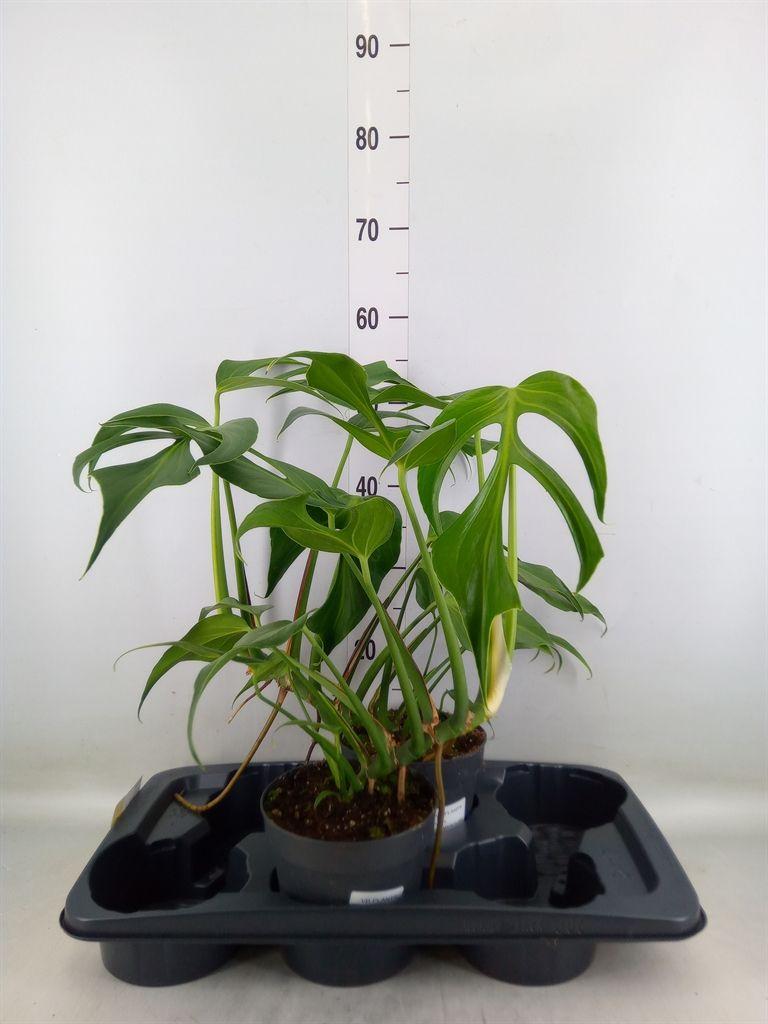 Горшечные цветы и растения оптом Monstera   ... от 2шт из Голландии с доставкой по России