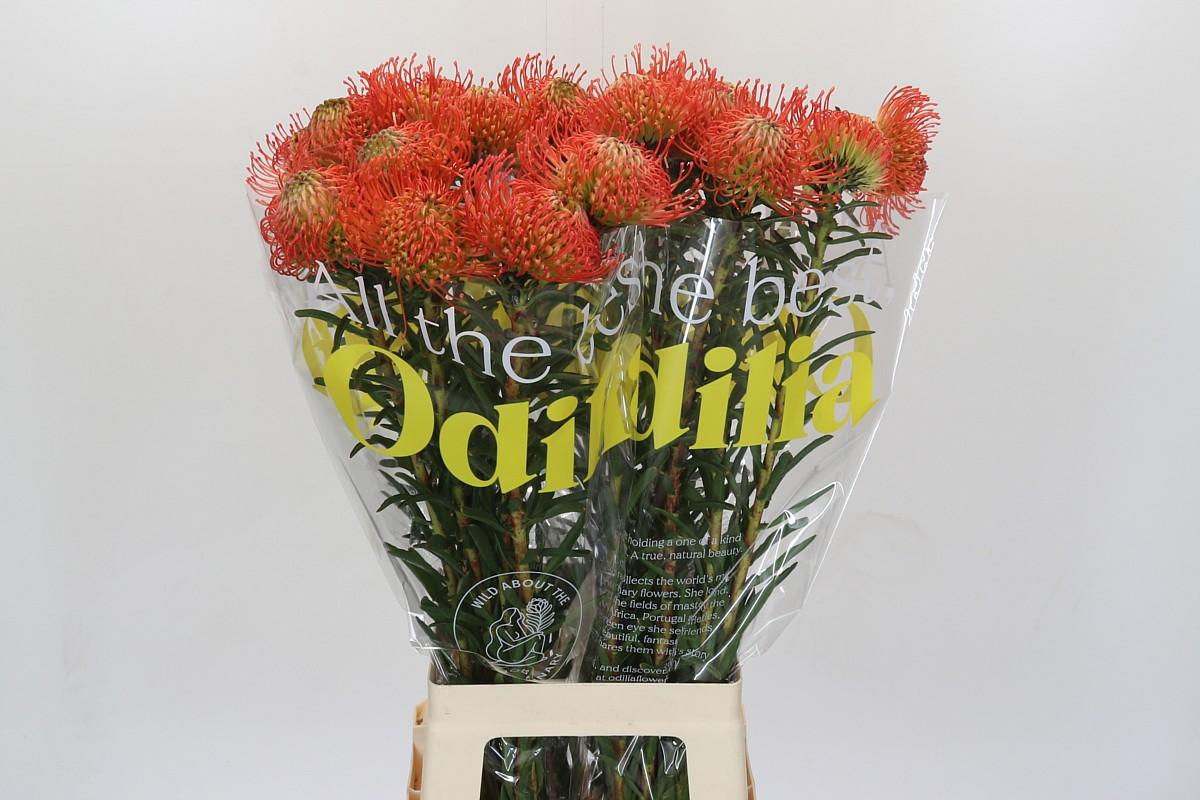 Срезанные цветы оптом Nutans succession от 20шт из Голландии с доставкой по России