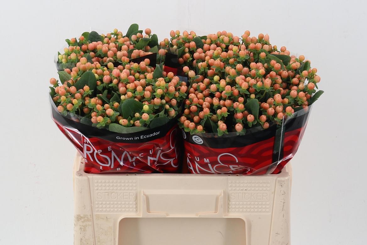 Срезанные цветы оптом Hypericum mellow romance от 100шт из Голландии с доставкой по России