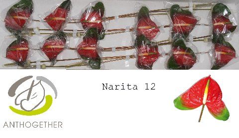 Срезанные цветы оптом Anthurium narita от 12шт из Голландии с доставкой по России