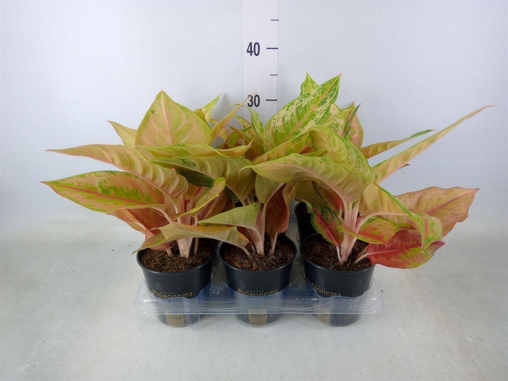 Горшечные цветы и растения оптом Aglaonema   ... от 6шт' из Голландии с доставкой по России