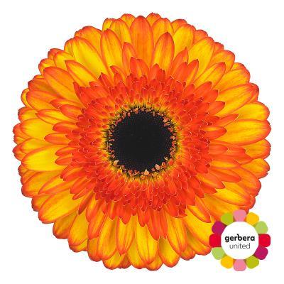 Срезанные цветы оптом Gerbera diamond spotlight от 30шт из Голландии с доставкой по России