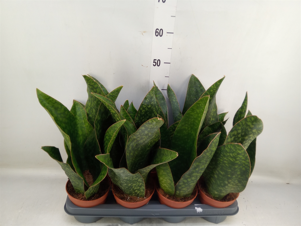 Горшечные цветы и растения оптом Sansevieria   ... от 7шт из Голландии с доставкой по России