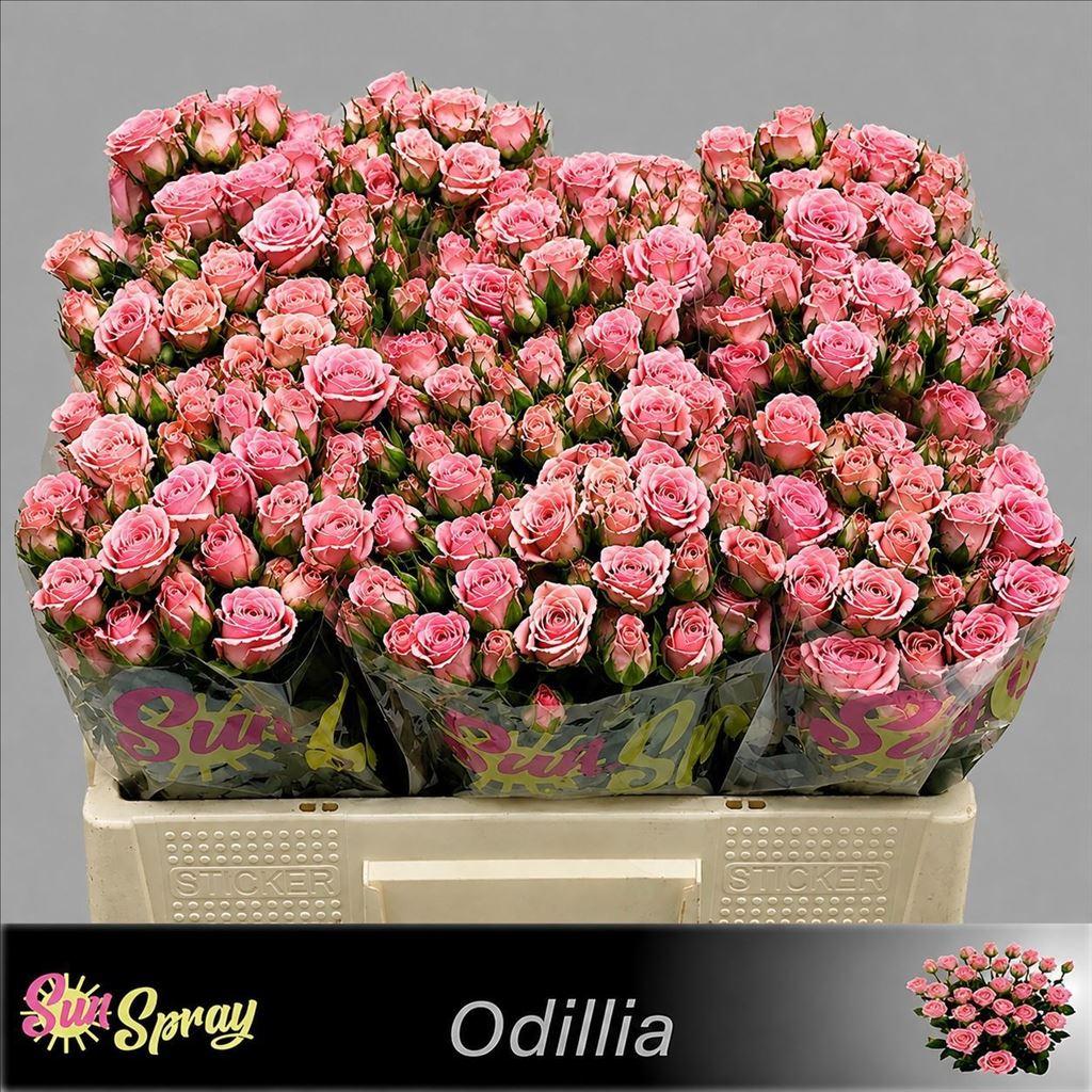 Срезанные цветы оптом Rosa spray odilia A от 80шт из Голландии с доставкой по России