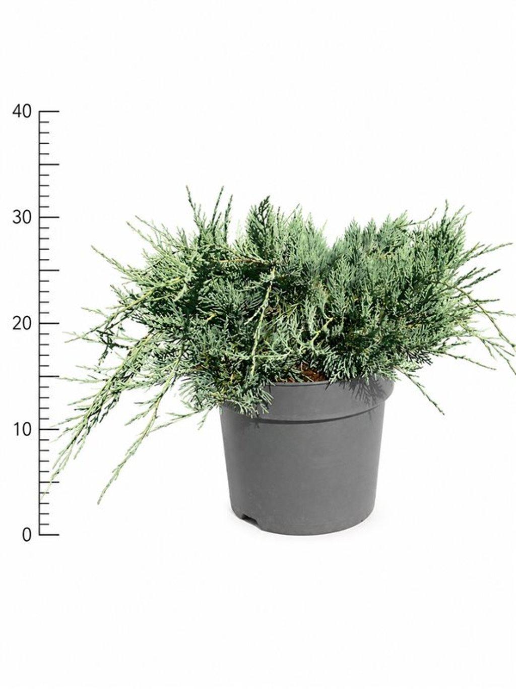 Горшечные цветы и растения оптом Juniperus Virg Grey Owl от 1шт из Голландии с доставкой по России