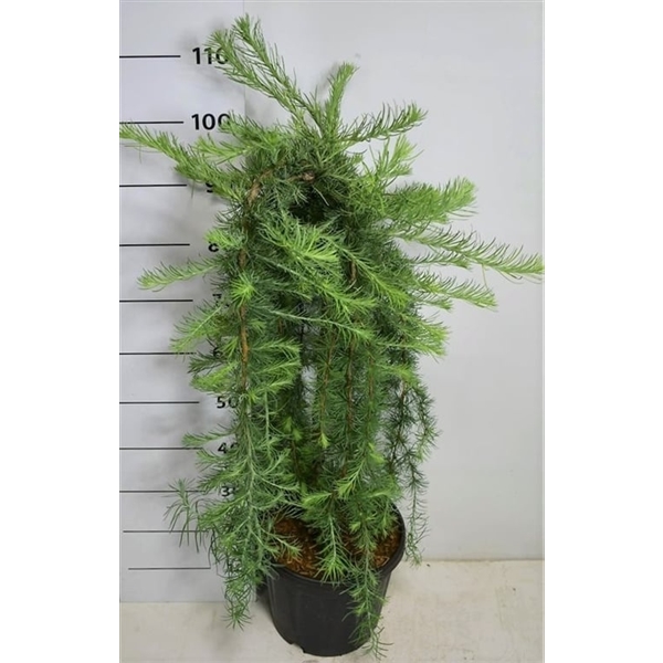 Горшечные цветы и растения оптом Larix Kaempf Stiff Weeper On Stem от 1шт из Голландии с доставкой по России