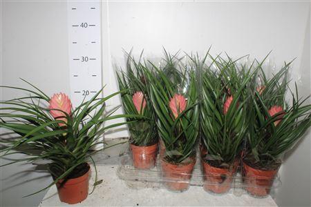 Горшечные цветы и растения оптом Till Cyanea от 12шт (для телеги) из Голландии с доставкой по России