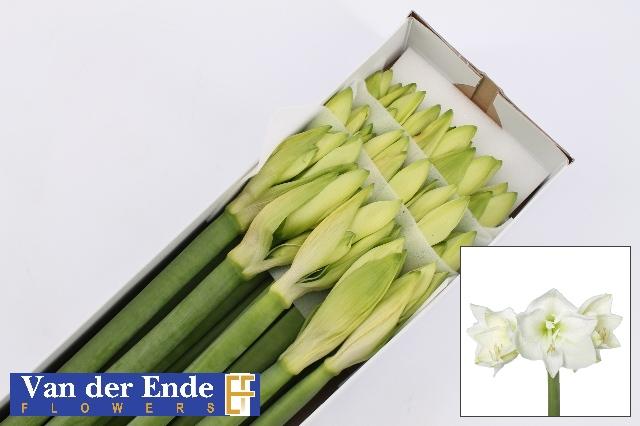 Срезанные цветы оптом Hippeastrum mont blanc от 15шт из Голландии с доставкой по России