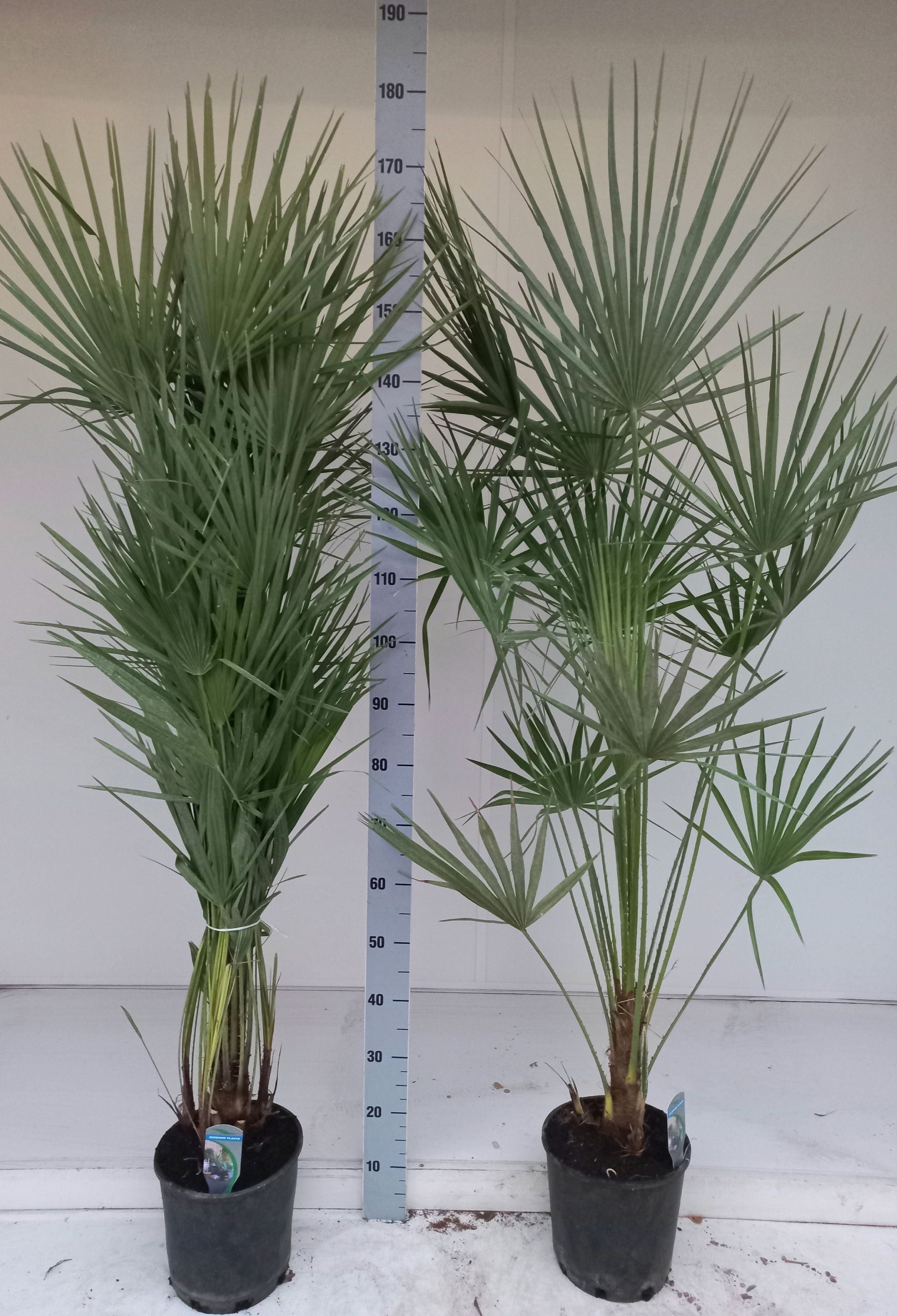 Горшечные цветы и растения оптом Cham Humilis от 1шт из Голландии с доставкой по России