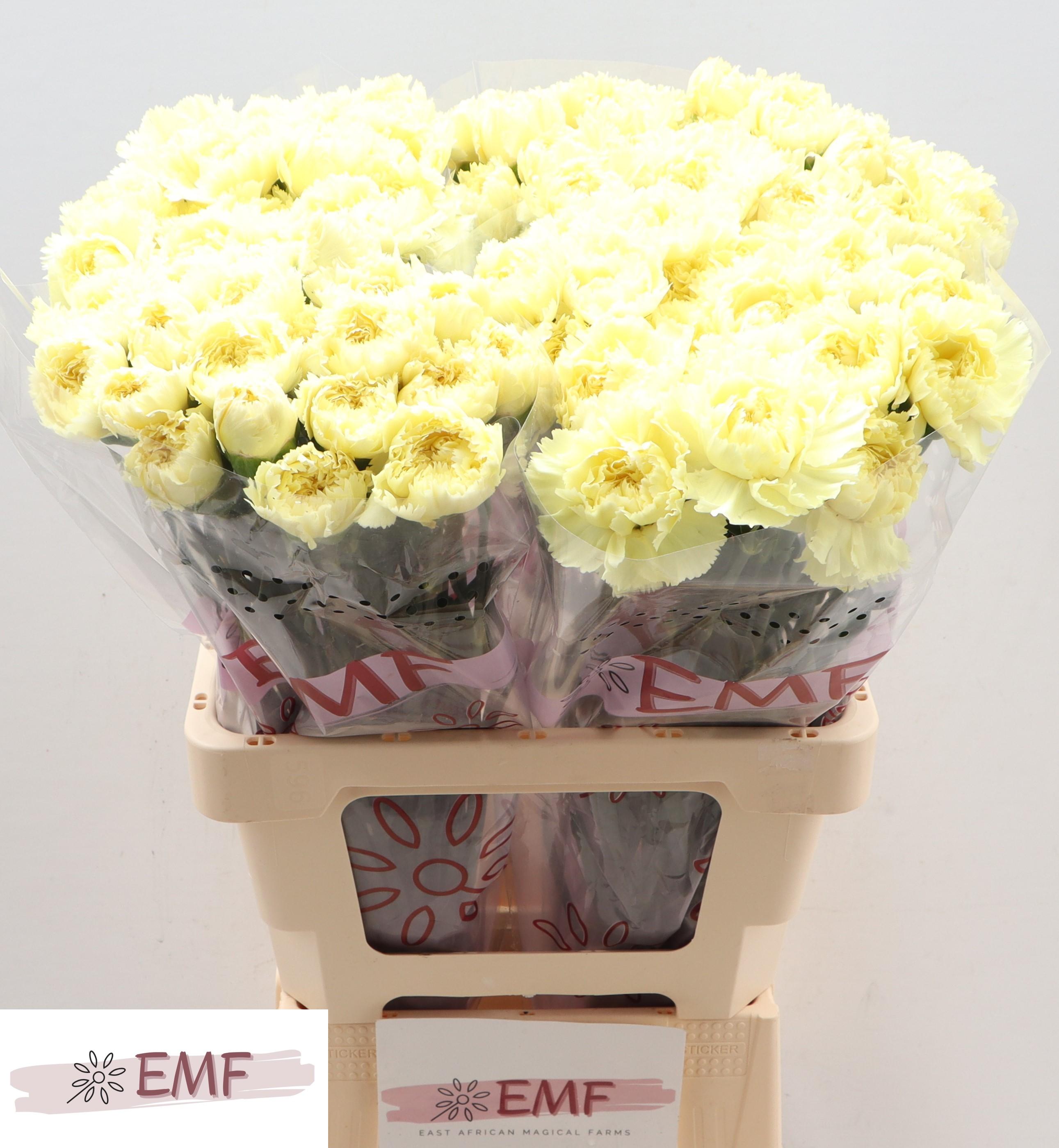 Срезанные цветы оптом Dianthus st luiza от 80шт. из Голландии с доставкой по России