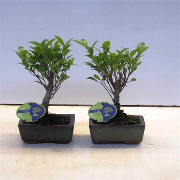 Горшечные цветы и растения оптом Bonsai Ficus Retusa Broom Without Drip Tray от 10шт из Голландии с доставкой по России