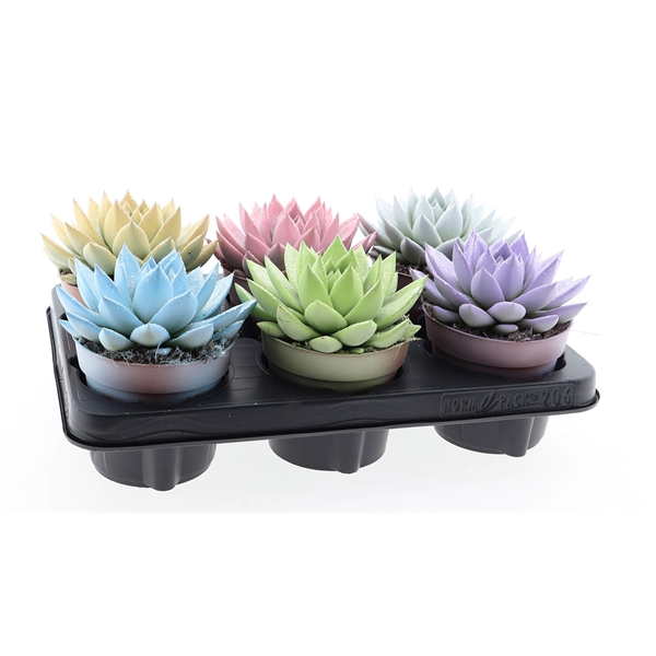 Горшечные цветы и растения оптом Echeveria Miranda White + Glitter от 6шт из Голландии с доставкой по России