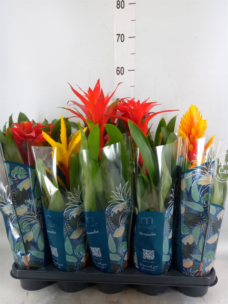 Горшечные цветы и растения оптом Bromelia   ...mix от 10шт из Голландии с доставкой по России