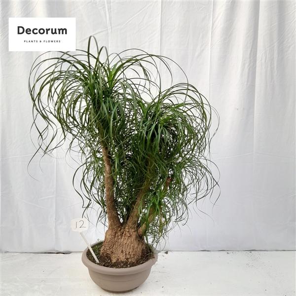 Горшечные цветы и растения оптом Beaucarnea Vertakt Op Nummer 12 от 1шт из Голландии с доставкой по России