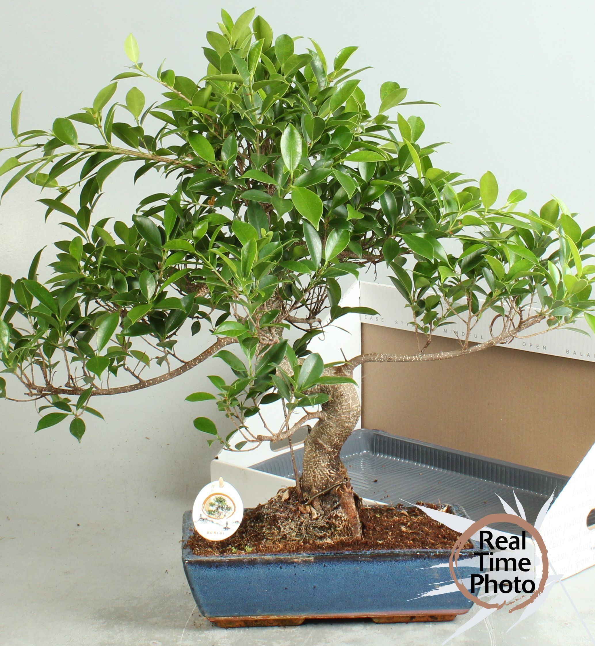 Горшечные цветы и растения оптом Bonsai Gem от 1шт из Голландии с доставкой по России