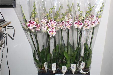 Горшечные цветы и растения оптом Phal An Marrakesh 2 Branches 14+ от 10шт из Голландии с доставкой по России